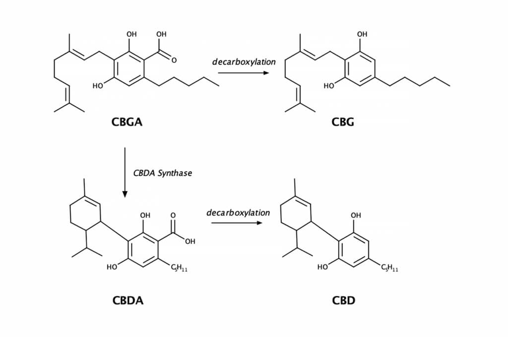 Каннабиноидные кислоты Каннабиноидные кислоты