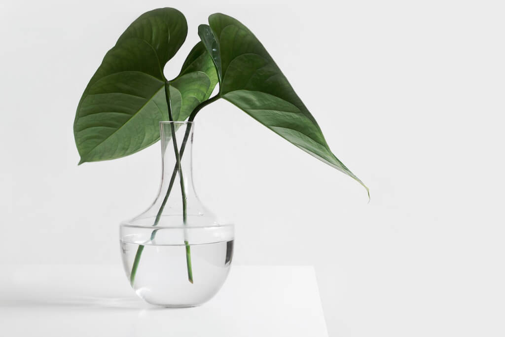 3.jpg Каннабидиол и лекарственные препараты