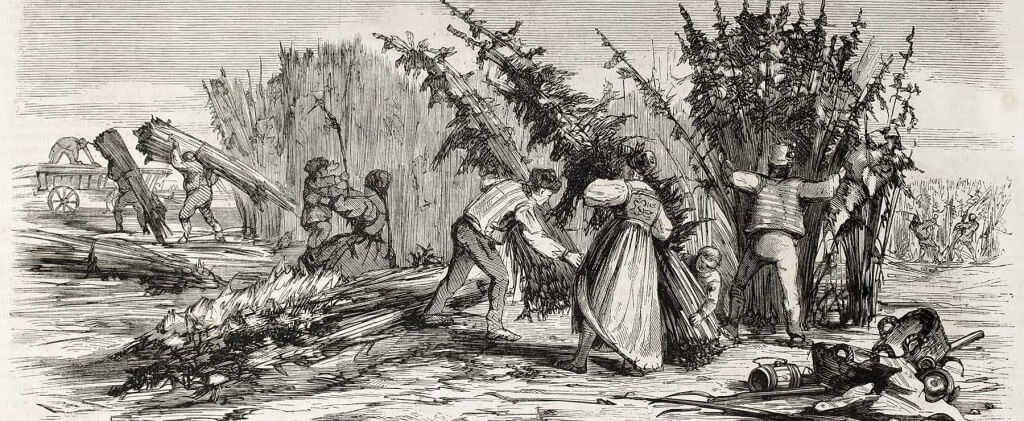 история конопли 